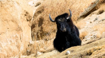 A Yak Sits On A Hillside In Rural Ladakh In India