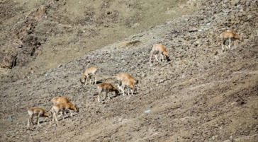 goats grazing the himalayas