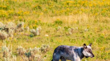 Bison and wolf crossing paths in Yellowstone National Park