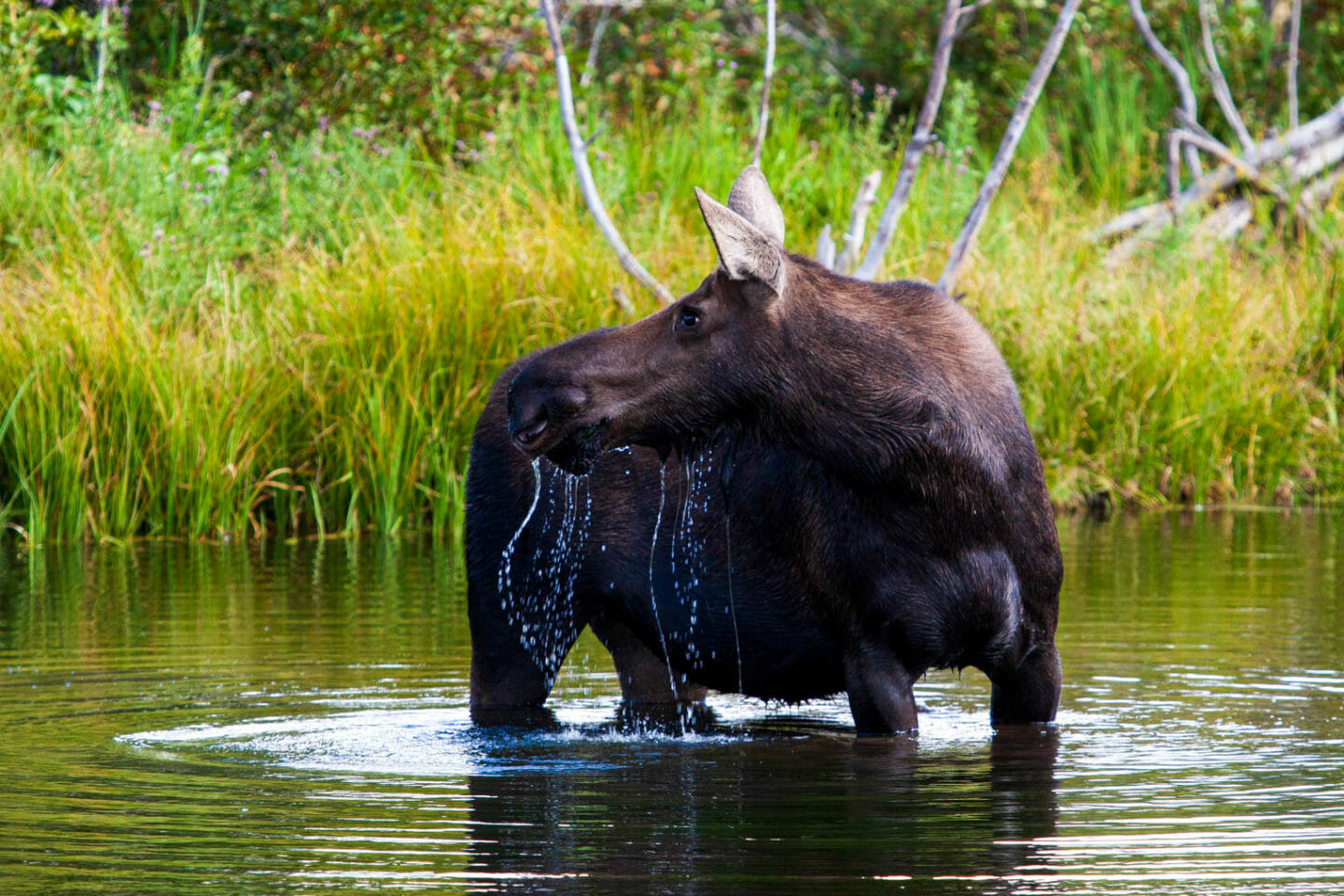 A Cow Moose Feeding On Aquatic Vegetation In Grand Teton National Park