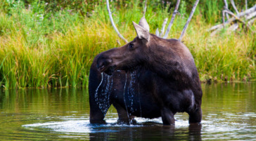 A Cow Moose Feeding On Aquatic Vegetation In Grand Teton National Park