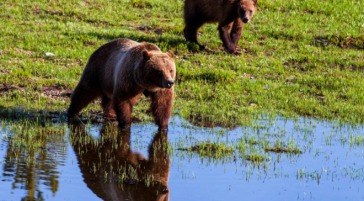A Grizzly Bear Mother And Cub Walking Along The Water's Edge In Grand Teton National Park