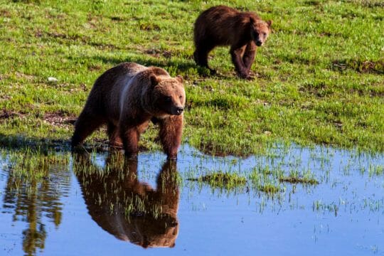 A Grizzly Bear Mother And Cub Walking Along The Water's Edge In Grand Teton National Park