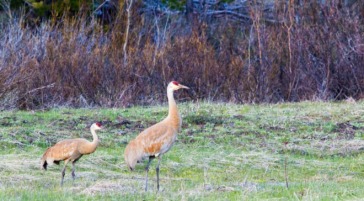Two Sandhill Cranes Walking Along A Grassy Meadow