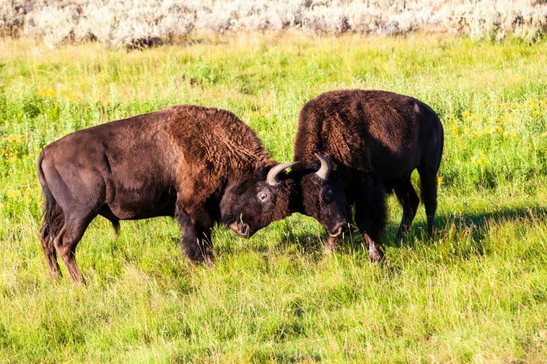 Two Bull Bison Sparring In Lamar Valley In Yellowstone National Park