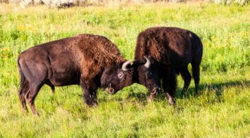 Two Bull Bison Sparring In Lamar Valley In Yellowstone National Park