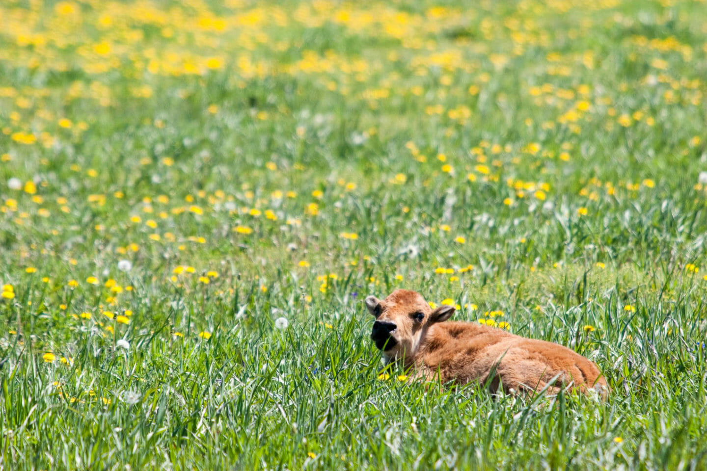 Bison calf laying in flowers in Yellowstone National Park