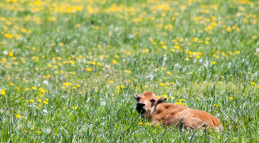 Bison calf laying in flowers in Yellowstone National Park