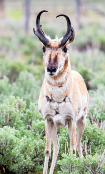 Pronghorn buck in Grand Teton National Park
