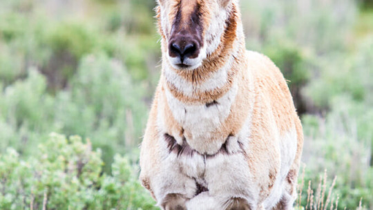 Pronghorn buck in Grand Teton National Park