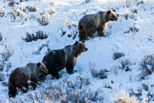 Grizzly bears in snow in Jackson Hole