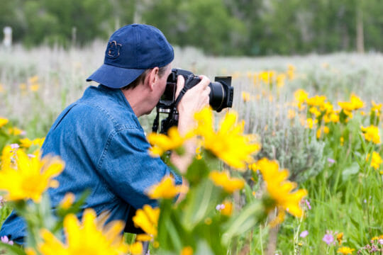 Photographing wildflowers in Grand Teton National Park.