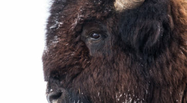 Bison with ice on his beard