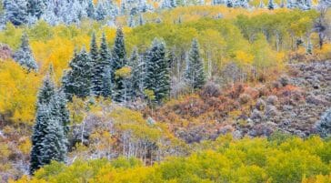 Fall colors are a photographic highlight in Jackson Hole during September.