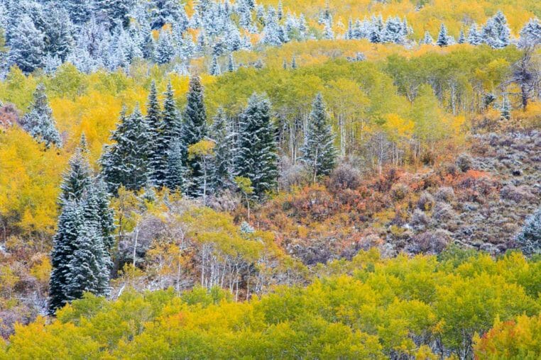 Fall colors are a photographic highlight in Jackson Hole during September.