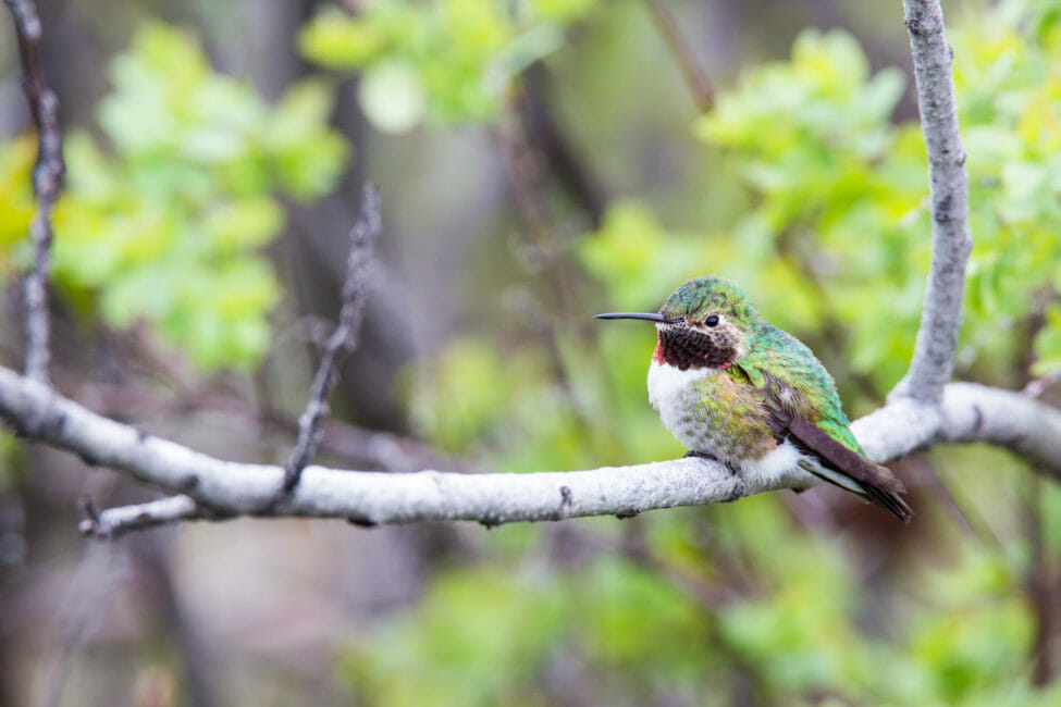 Broadtail hummingbird in Grand Teton National Park.