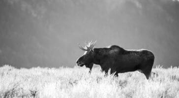 Bull Moose walking across Antelope Flats in Grand Teton National Park.