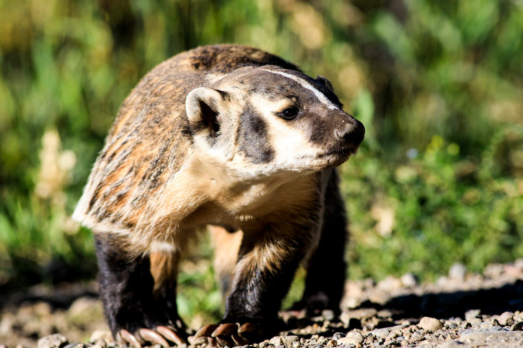 American Badger in Grand Teton National Park