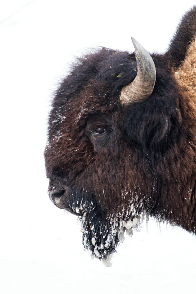 Summer Full Day Photography Safari Gallery | Jackson Hole Wildlife