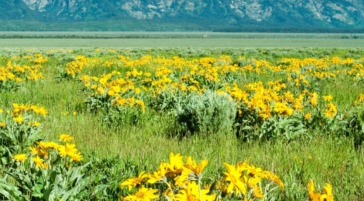 A Field of Balsamroot Flowers With The Tetons Pictured In The Background