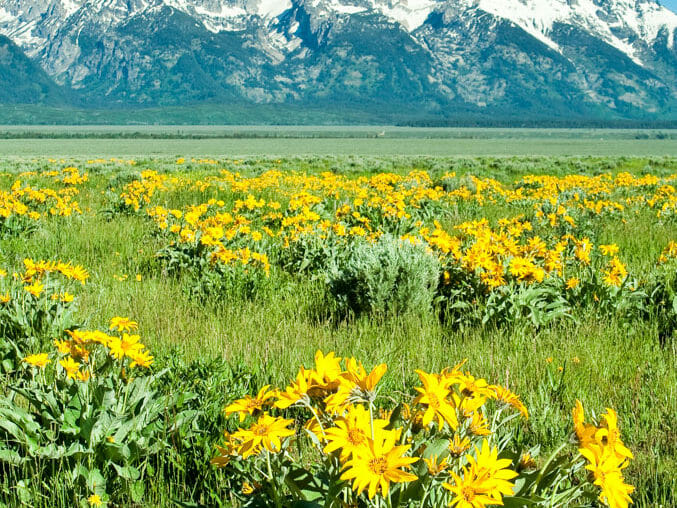 A Field of Balsamroot Flowers With The Tetons Pictured In The Background