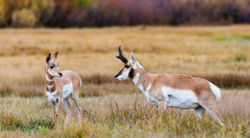 A Pronghorn Buck Approaching A Fawn During Fall Color In Grand Teton National Park