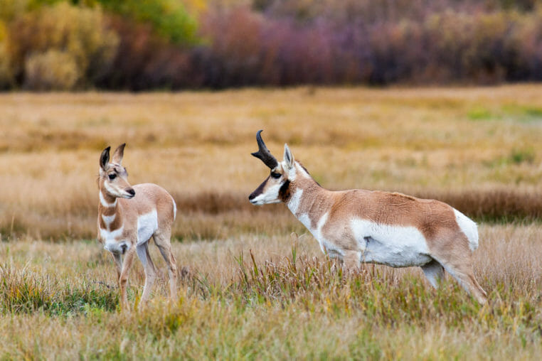 A Pronghorn Buck Approaching A Fawn During Fall Color In Grand Teton National Park