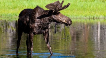 A Bull Moose Wading Through A Pond Browsing For Aquatic Vegetation