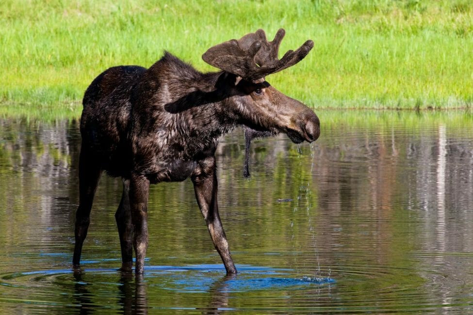 A Bull Moose Wading Through A Pond Browsing For Aquatic Vegetation