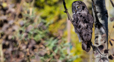 A Great Grey Owl Perched On A Branch In Grand Teton National Park