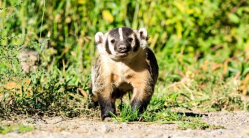 An American Badger Hunting In A Field Of Grand Teton National Park