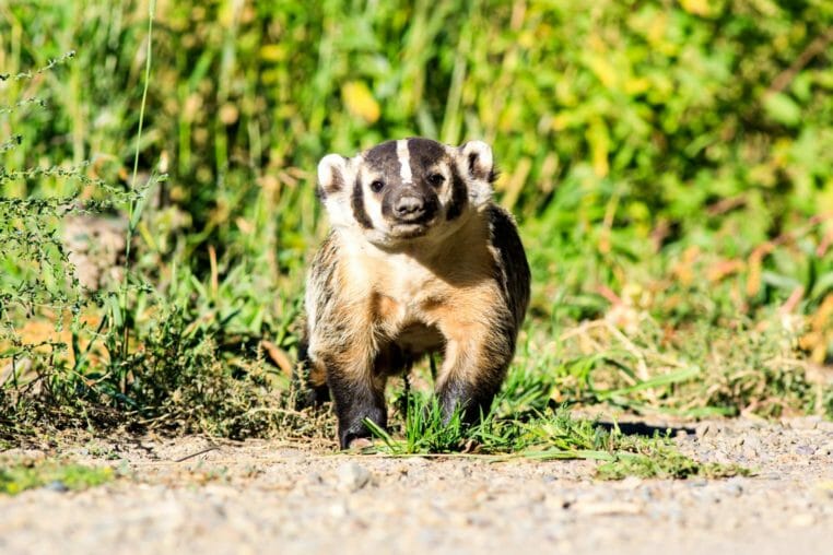 An American Badger Hunting In A Field Of Grand Teton National Park