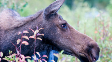 A Cow Moose Browsing For Vegetation In The Summer Months