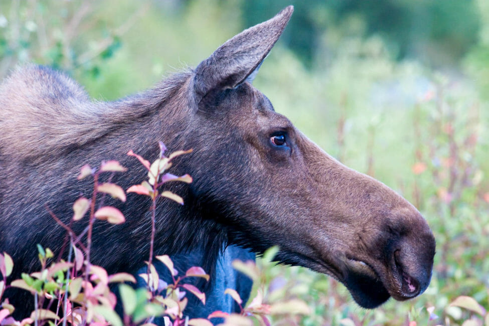 A Cow Moose Browsing For Vegetation In The Summer Months