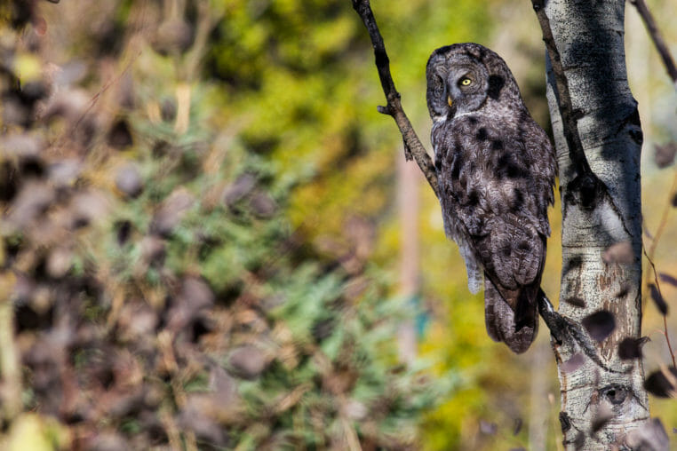 A Great Grey Owl Perched On A Branch In Grand Teton National Park