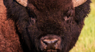 A Large Bull Bison Stare Down In Grand Teton National Park