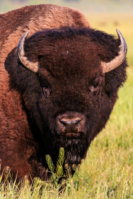 A Large Bull Bison Stare Down In Grand Teton National Park