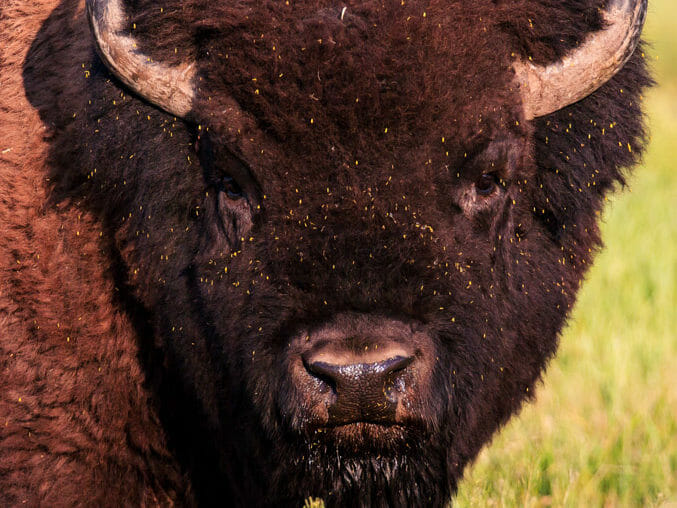 A Large Bull Bison Stare Down In Grand Teton National Park