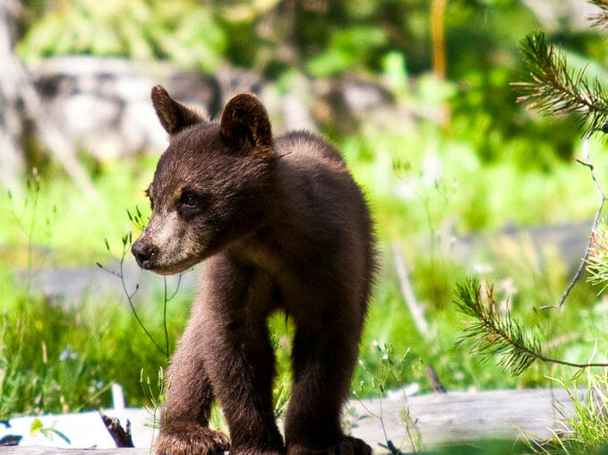 A Black Bear Cub Exploring The Forest In Grand Teton National Park