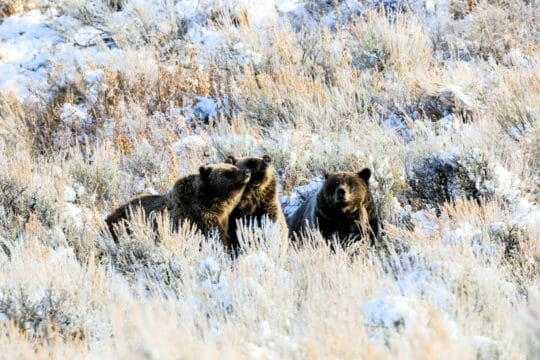 Grizzly bears in snow in Jackson Hole