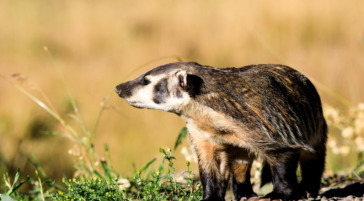 American Badger in Grand Teton National Park