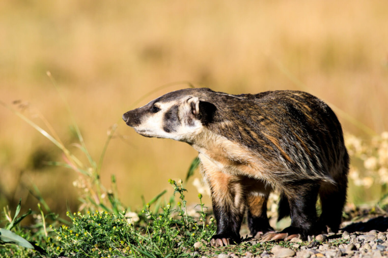 American Badger in Grand Teton National Park