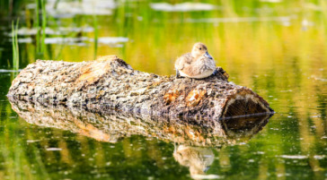 Duckling resting on a log along the Snake River in Jackson Hole