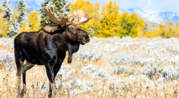 Bull Moose in fall colors in Grand Teton National Park