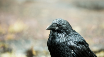 Ravens are common and important in the Greater Yellowstone Ecosystem