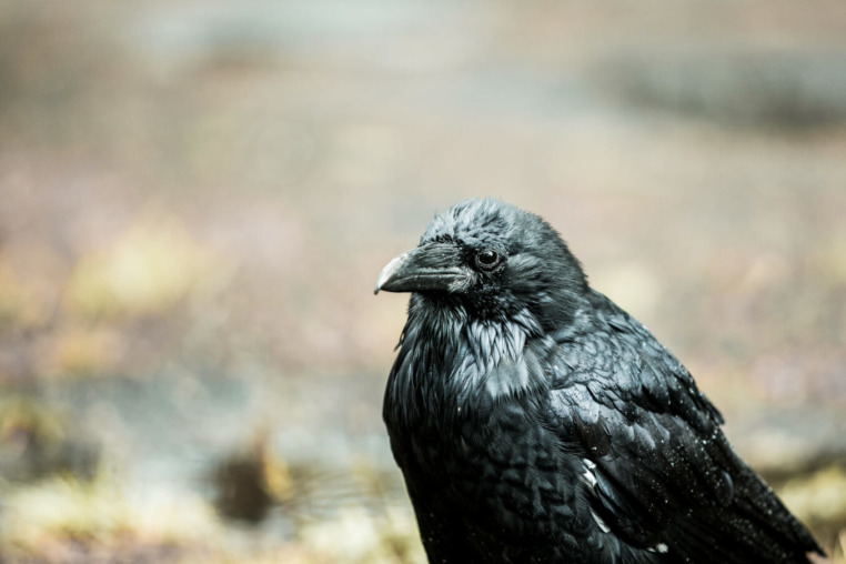Ravens are common and important in the Greater Yellowstone Ecosystem