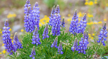 Lupine are a common flower in Grand Teton National Park