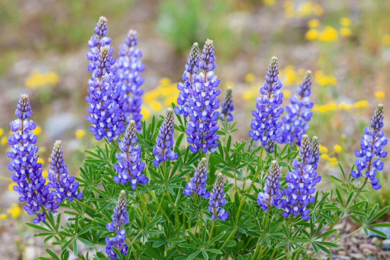 Lupine are a common flower in Grand Teton National Park