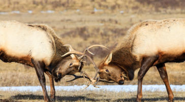 Bull Elk on the National Elk Refuge in Jackson Hole.