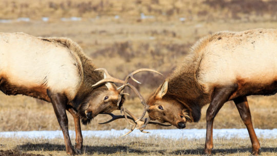 Bull Elk on the National Elk Refuge in Jackson Hole.